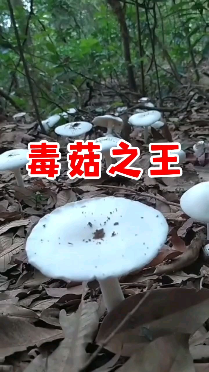 中国毒蘑菇之王——致命鹅膏菌,俗称白毒伞