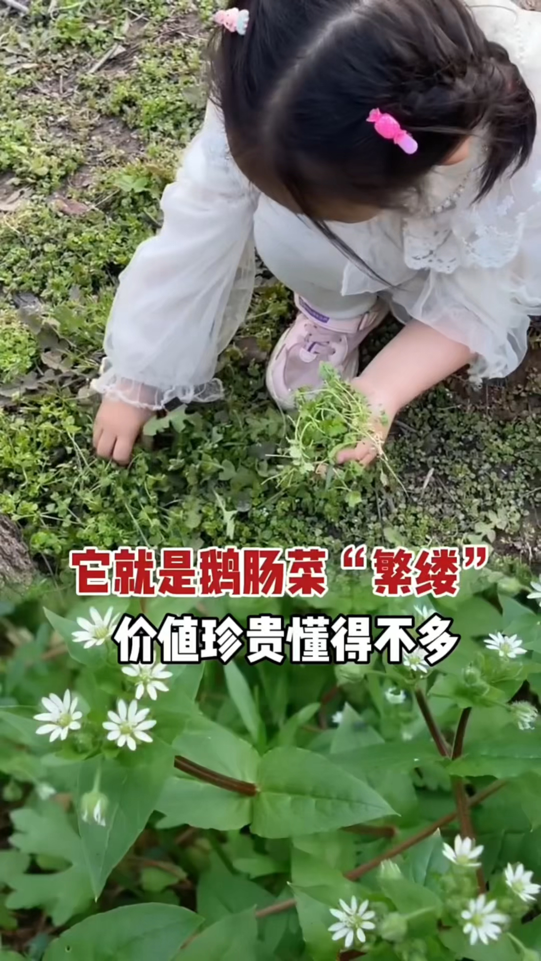 一种古老的野菜繁缕,懂得人当成宝,可惜现在沦落成杂草