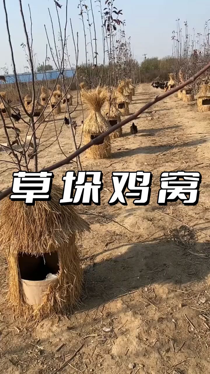 鱼塘周边搞个农家乐