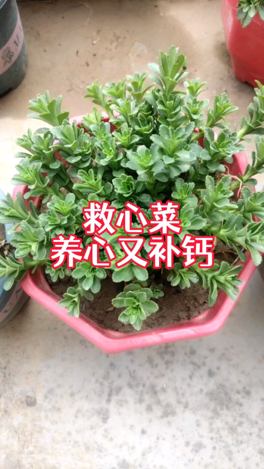 救心菜,养心又补钙,种植简单好管理,年年有菜吃