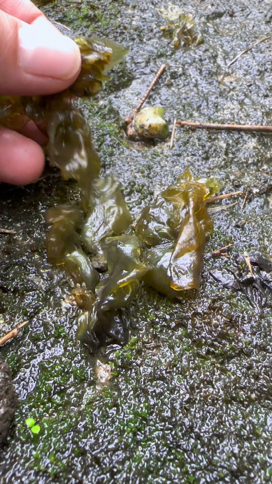 地皮菜清洗的时候又黏又滑,给人一种洗不干净的感觉