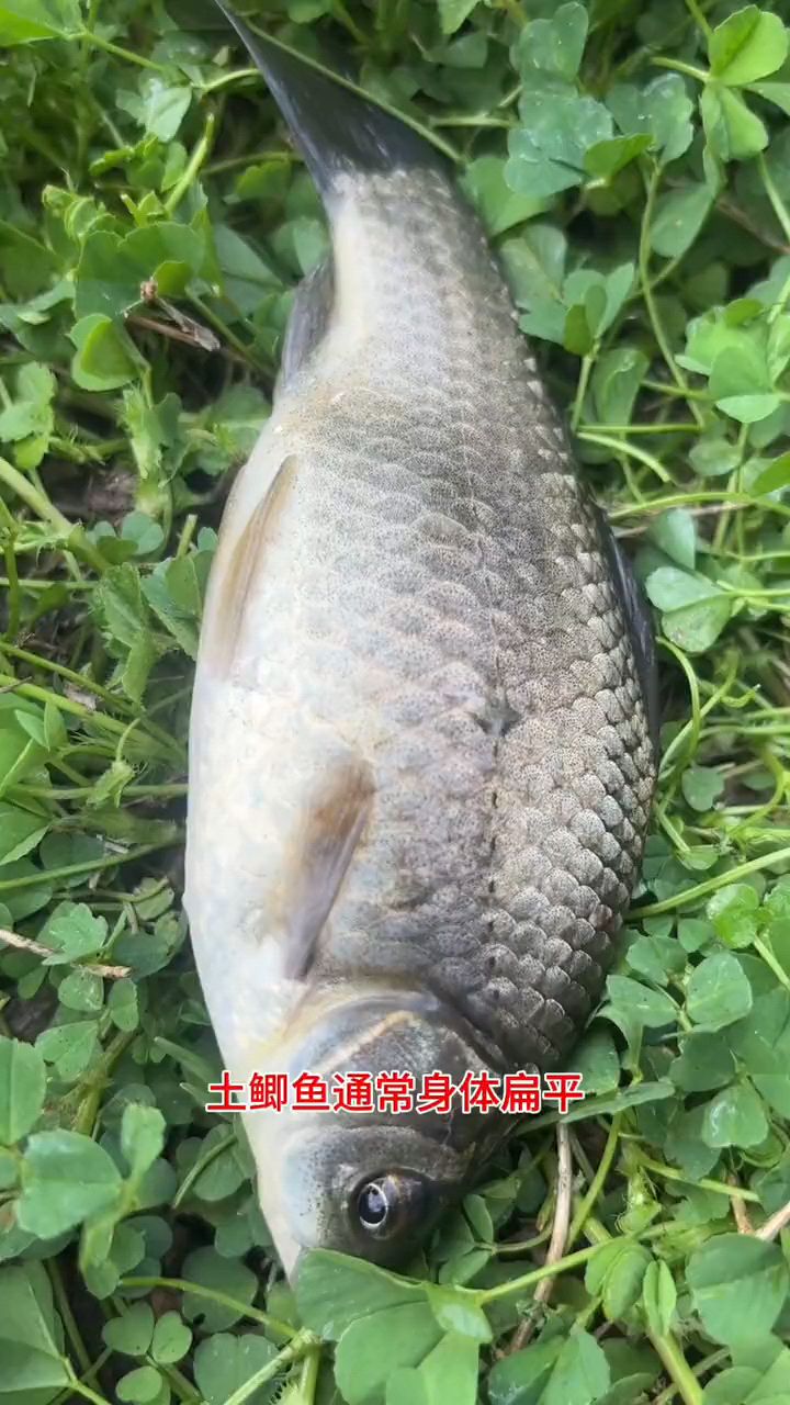 不是野钓的鲫鱼都叫土鲫鱼