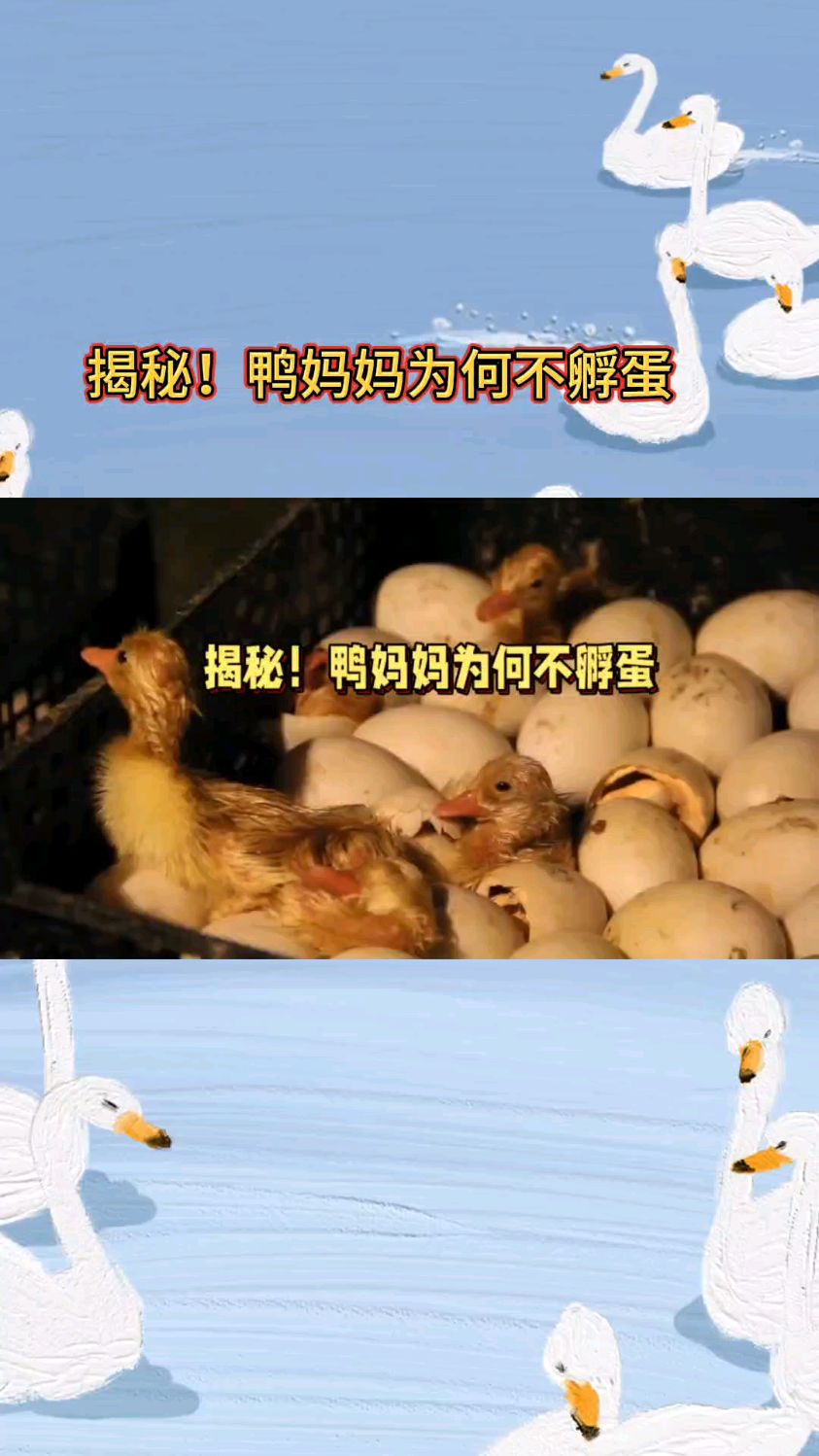 揭秘!鸭妈妈为何不孵蛋