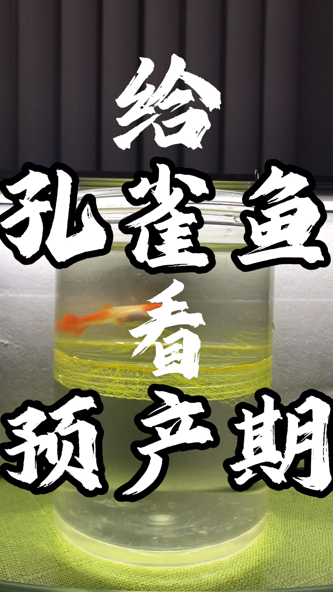 给孔雀鱼看预产期。如何判断孔雀鱼生小鱼