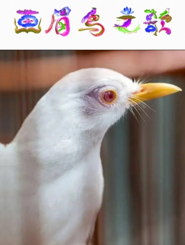 5分钟的画眉鸟叫声