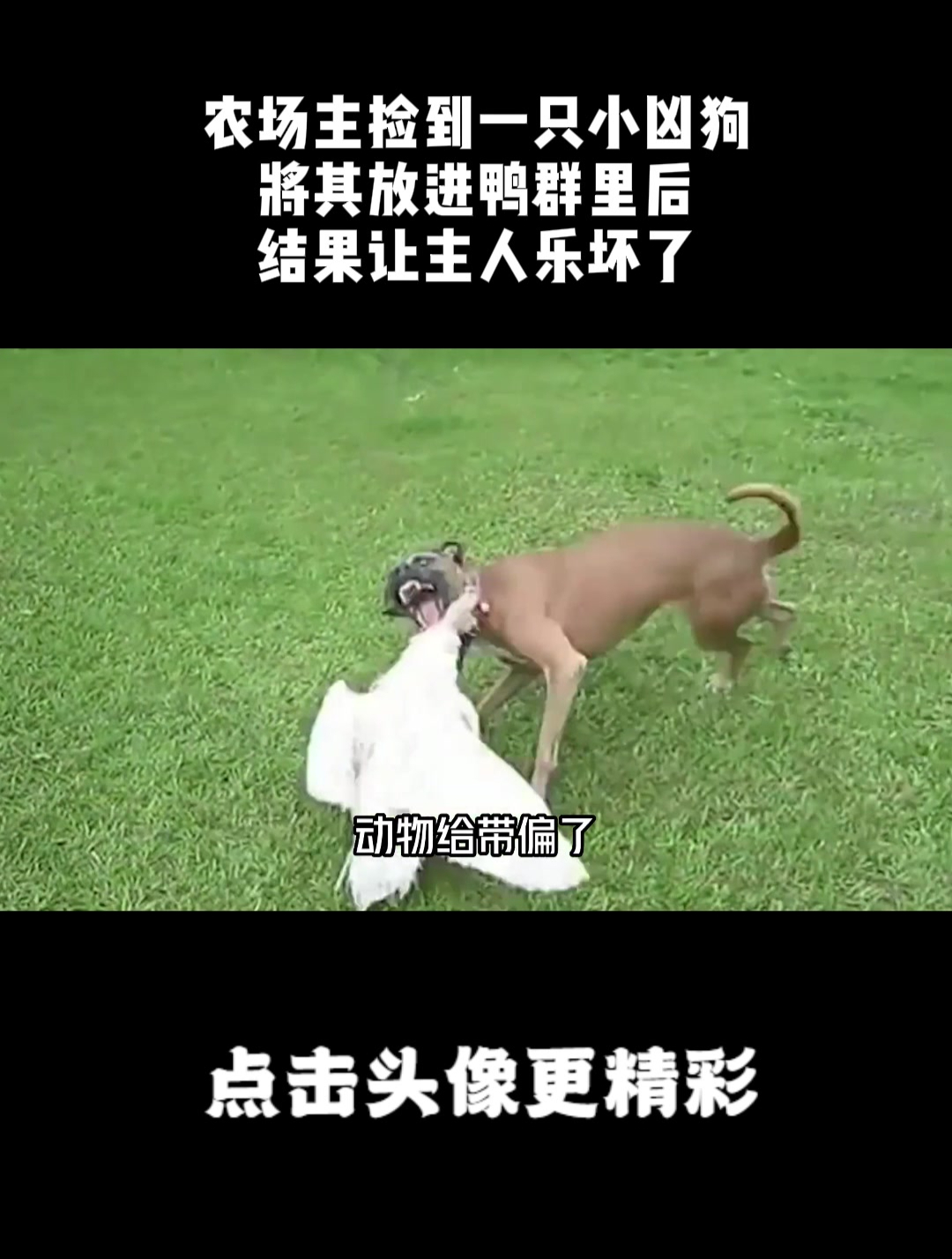 农场主捡到一只小凶狗,将其放进鸭群里后,结果让主人乐坏了!