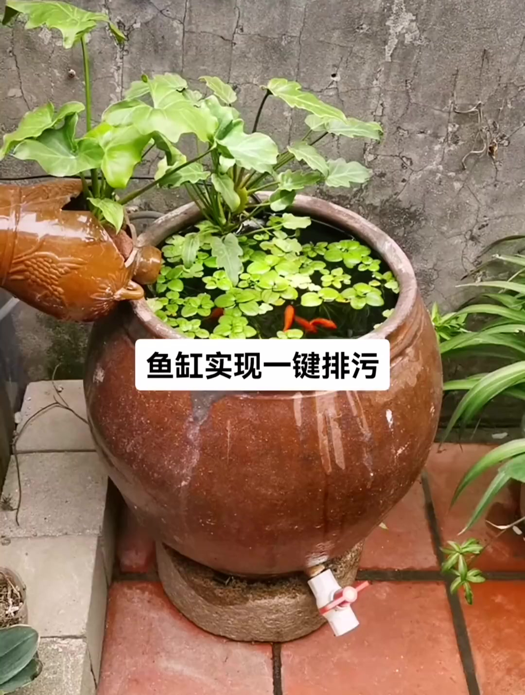 师傅用坛子做的生态鱼缸,在下方固定一个水龙头,排污换水很方便