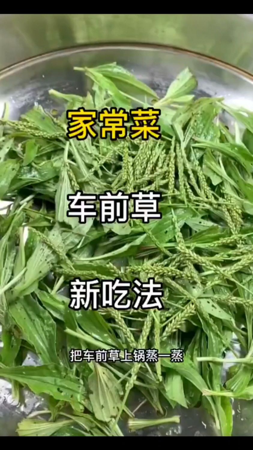 车前草,是野菜,也是中药材,教你如何做车前草茶