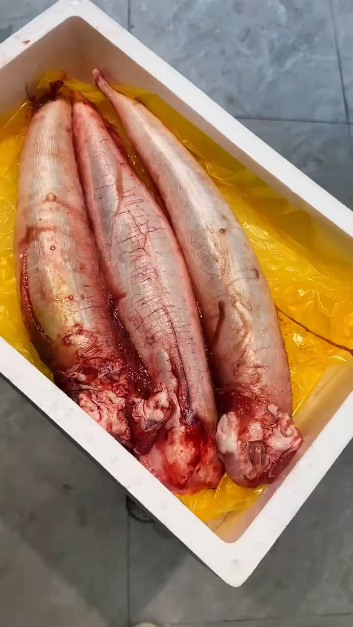 新鲜米鱼胶春季好补食材
