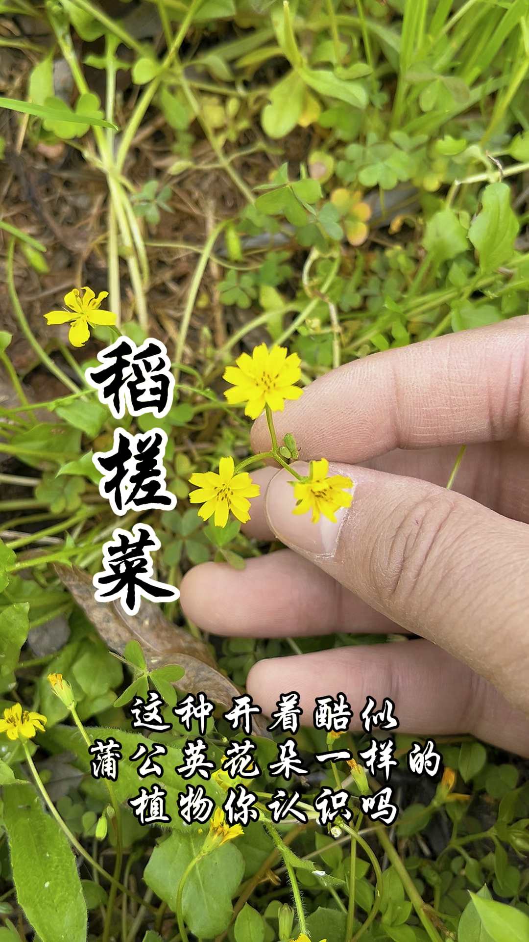 稻槎菜,又称鹅里腌、回荠,你的价值你了解吗?