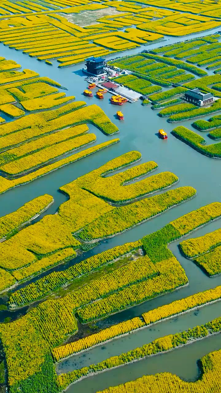 兴化:万亩水上油菜花海