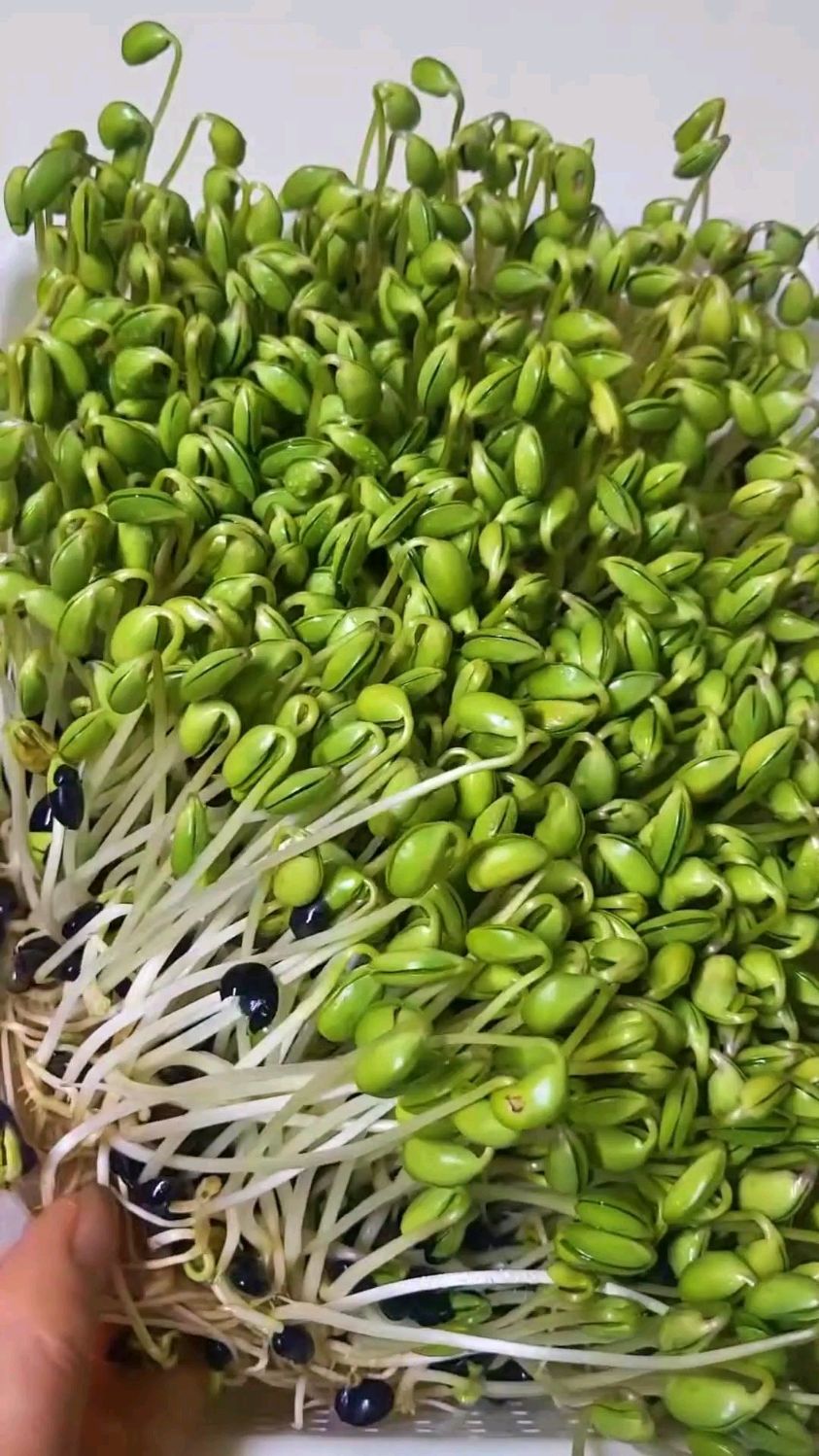 用黑豆培育豆芽,还不错