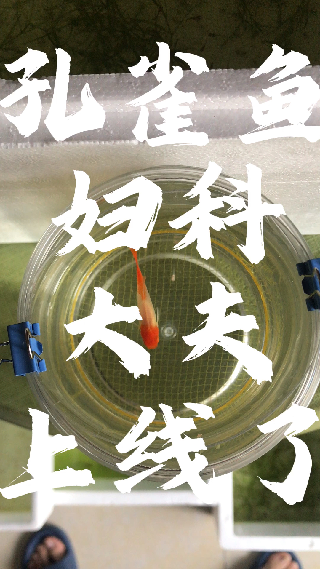 孔雀鱼生小鱼前兆。如何判断孔雀鱼生小鱼。孔雀鱼生小鱼如何处理