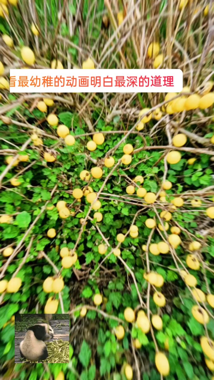 小黄鸭出生曰记搞笑视频。