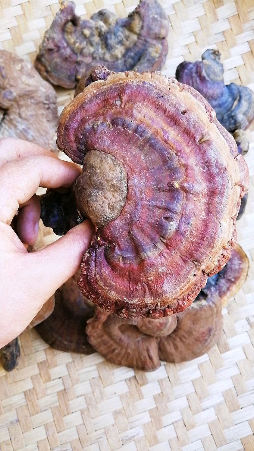 纯野生赤灵芝,有几千年历史的标准灵芝品种