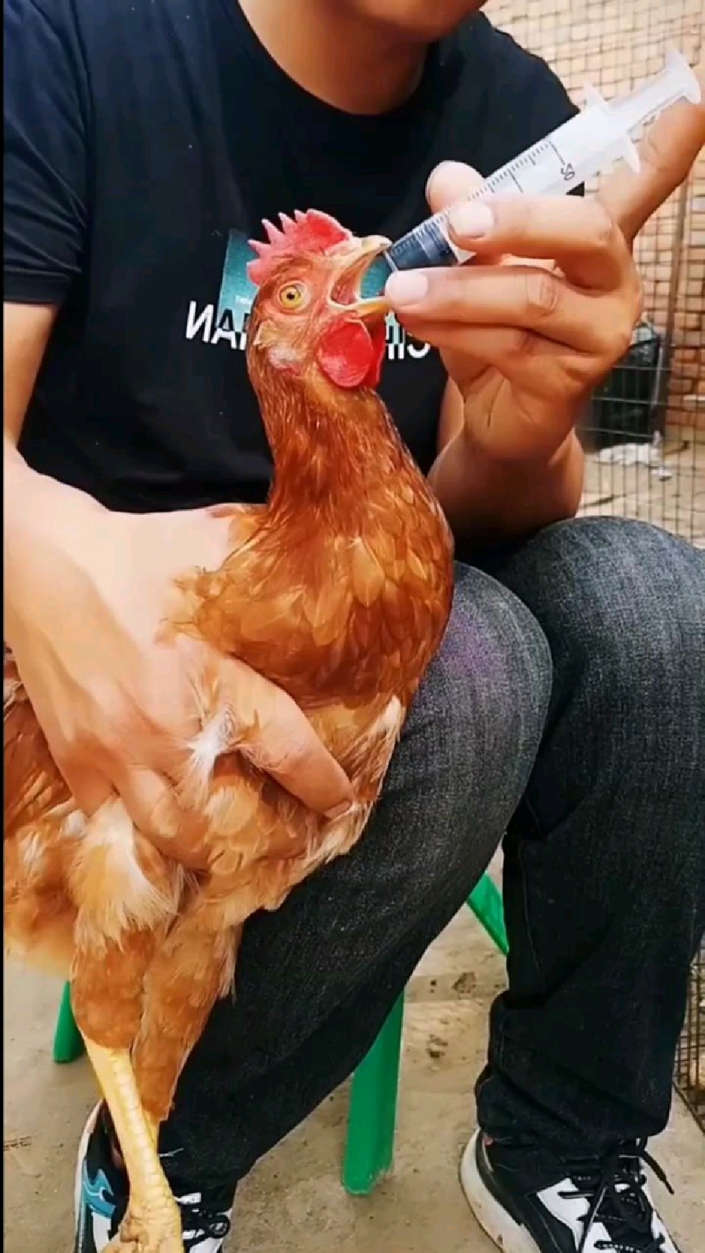 养鸡救命药,效果就是好