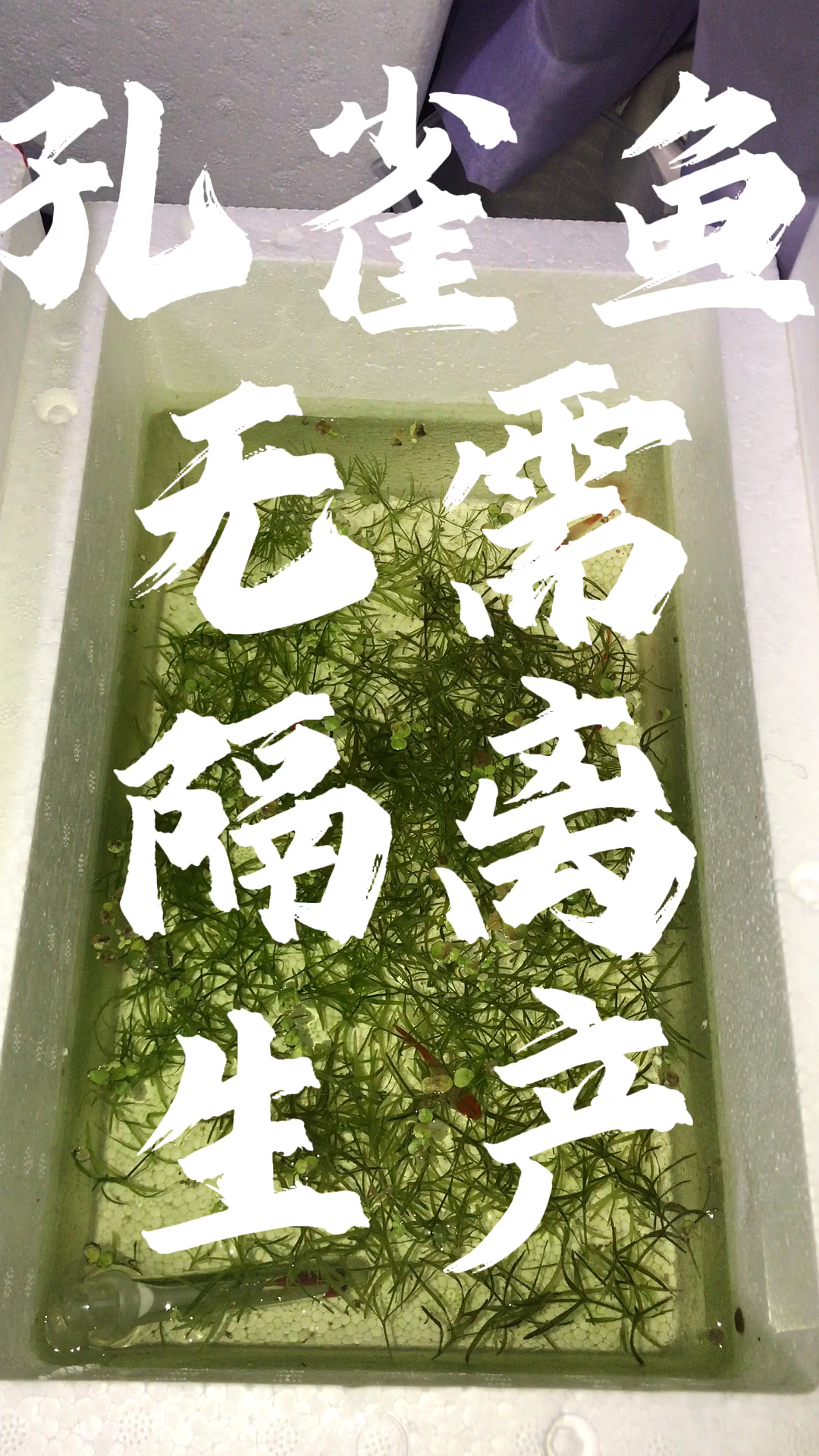 孔雀鱼无需隔离生产。孔雀鱼怎么繁殖。孔雀鱼繁殖过程。