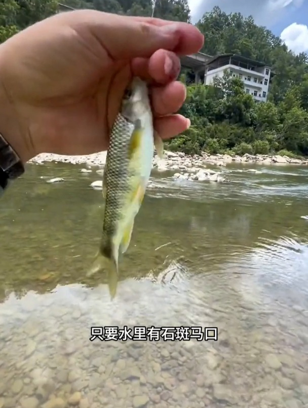 面筋饵专用溪流钓石斑鱼,但90%钓友都用错方法,难怪钓不到!