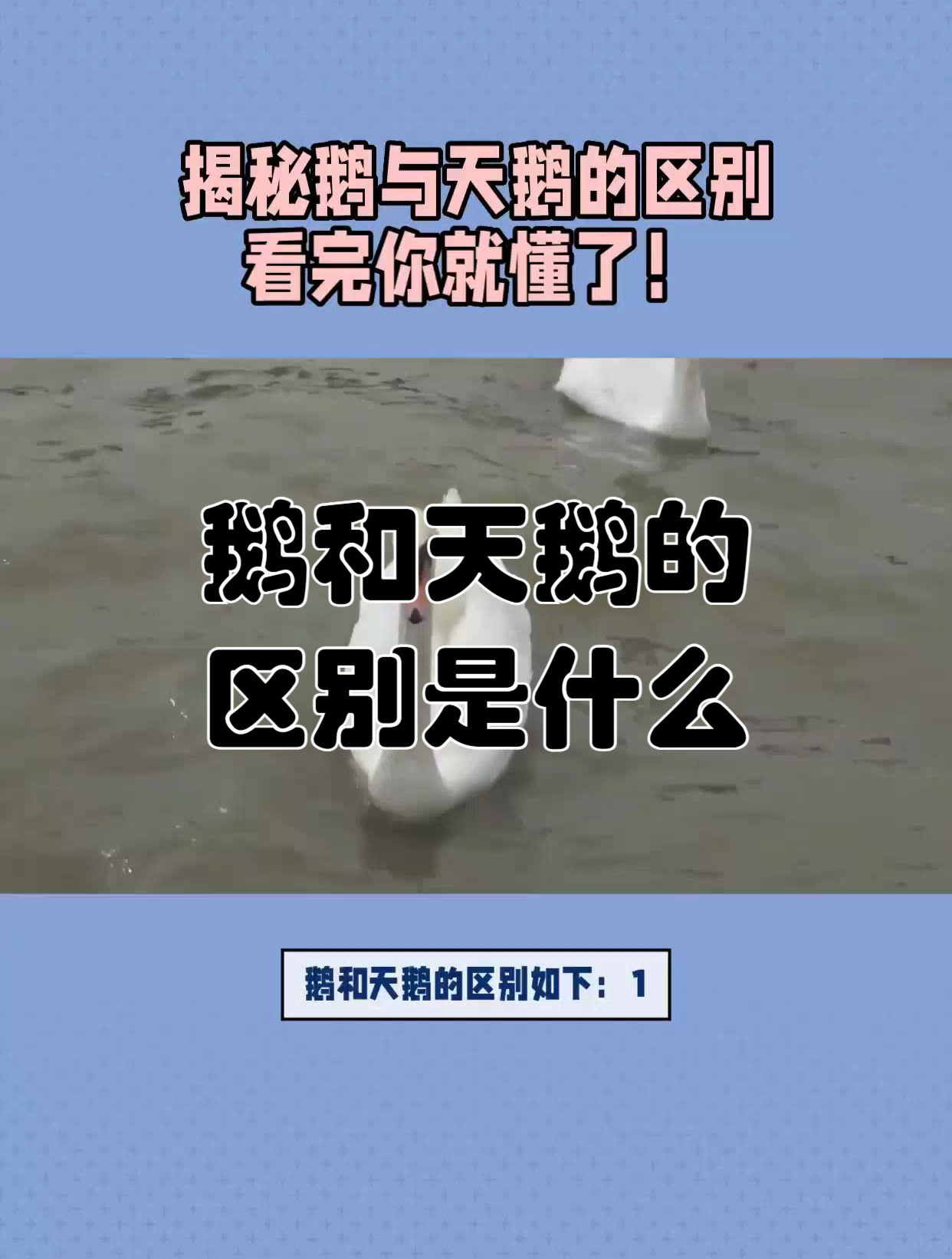 鹅和天鹅的区别是什么