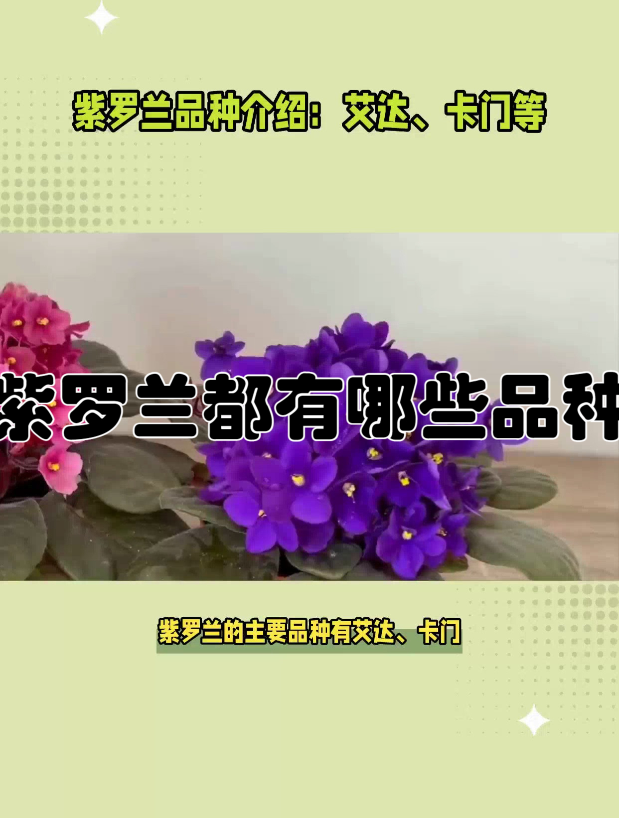 紫罗兰都有哪些品种