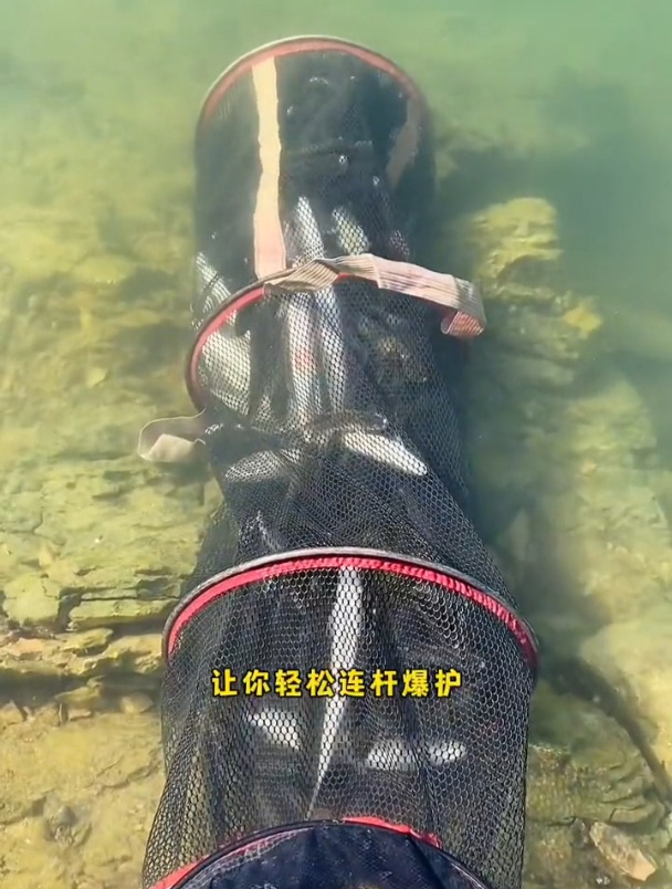 钓黄尾,据说这款饵料比红虫蚯蚓上鱼还快!轻松连竿爆护!
