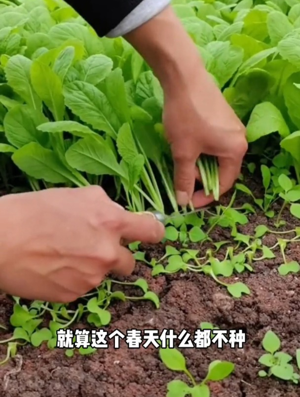 生长周期短,比豆腐还嫩的鸡毛菜!