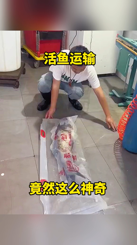 活鱼运输,竟然这么神奇!