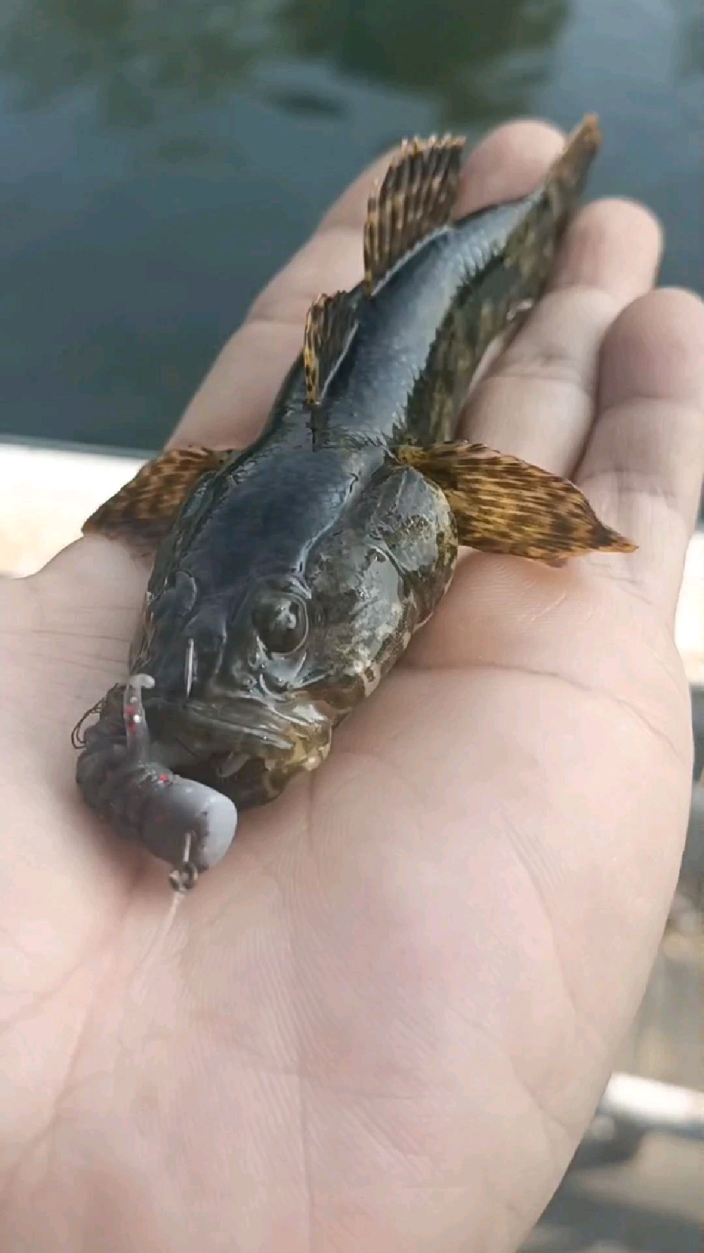 沙塘鳢的钓法心得