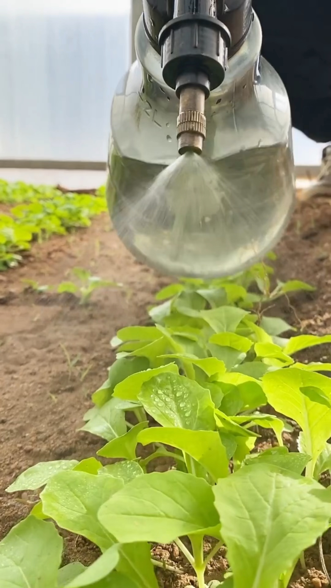 速生鸡毛菜,生长期只有二十天,月初种月中吃