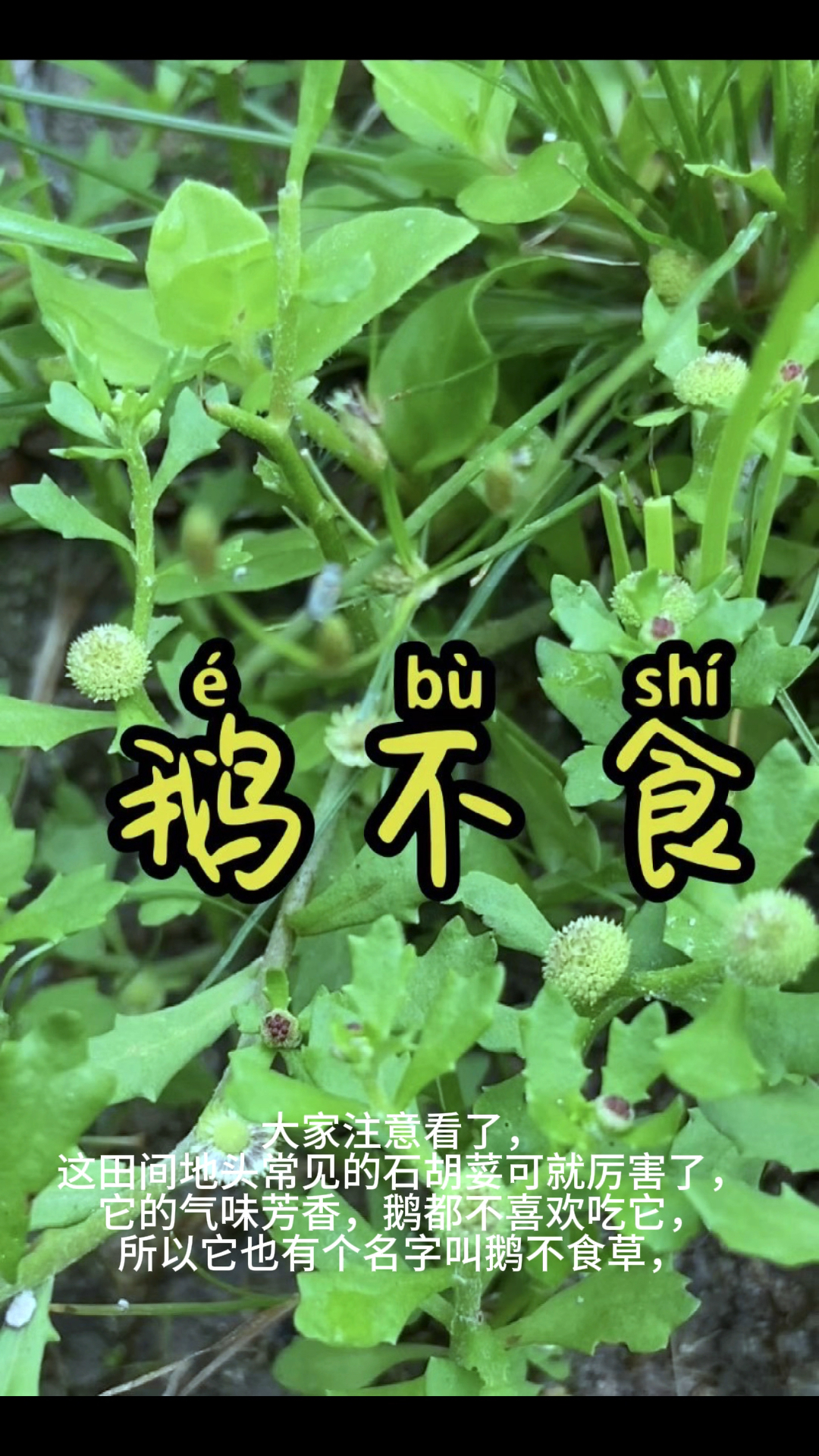 连鹅都不喜欢的草!