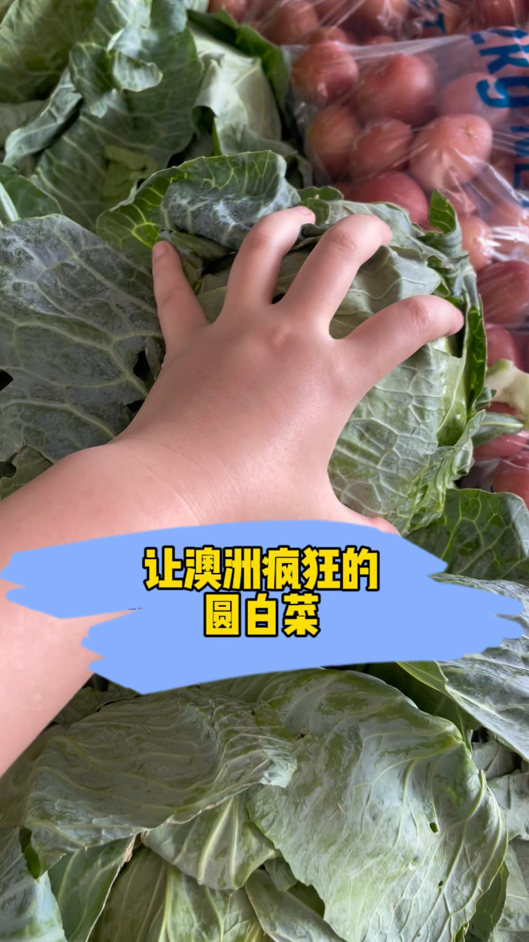 澳洲华人因为一颗圆白菜心酸了!逛逛菜店知道为什么了