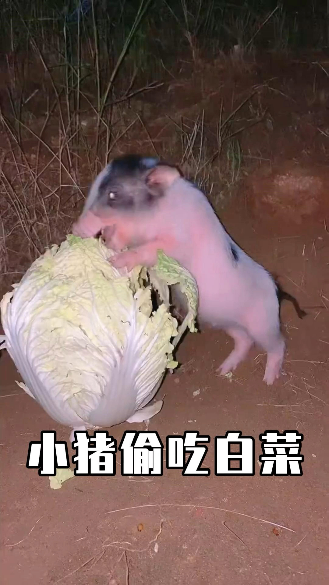 小猪偷吃白菜,没想到猪也能这么可爱!