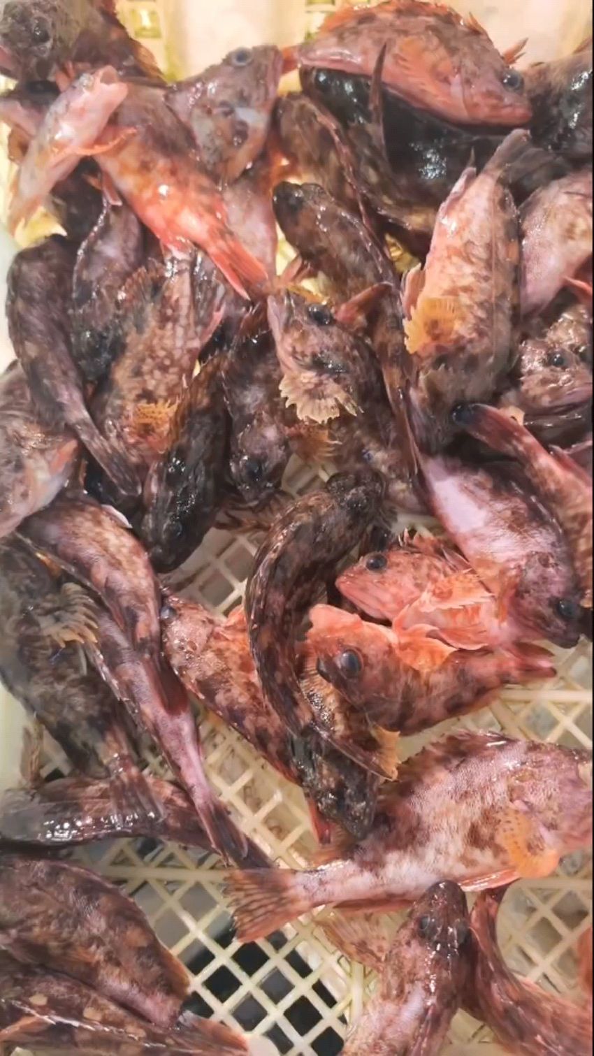 台州岩头老虎鱼,肉质鲜嫩,适合熨烫