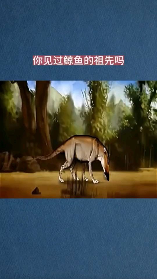 你见过鲸鱼的祖先吗