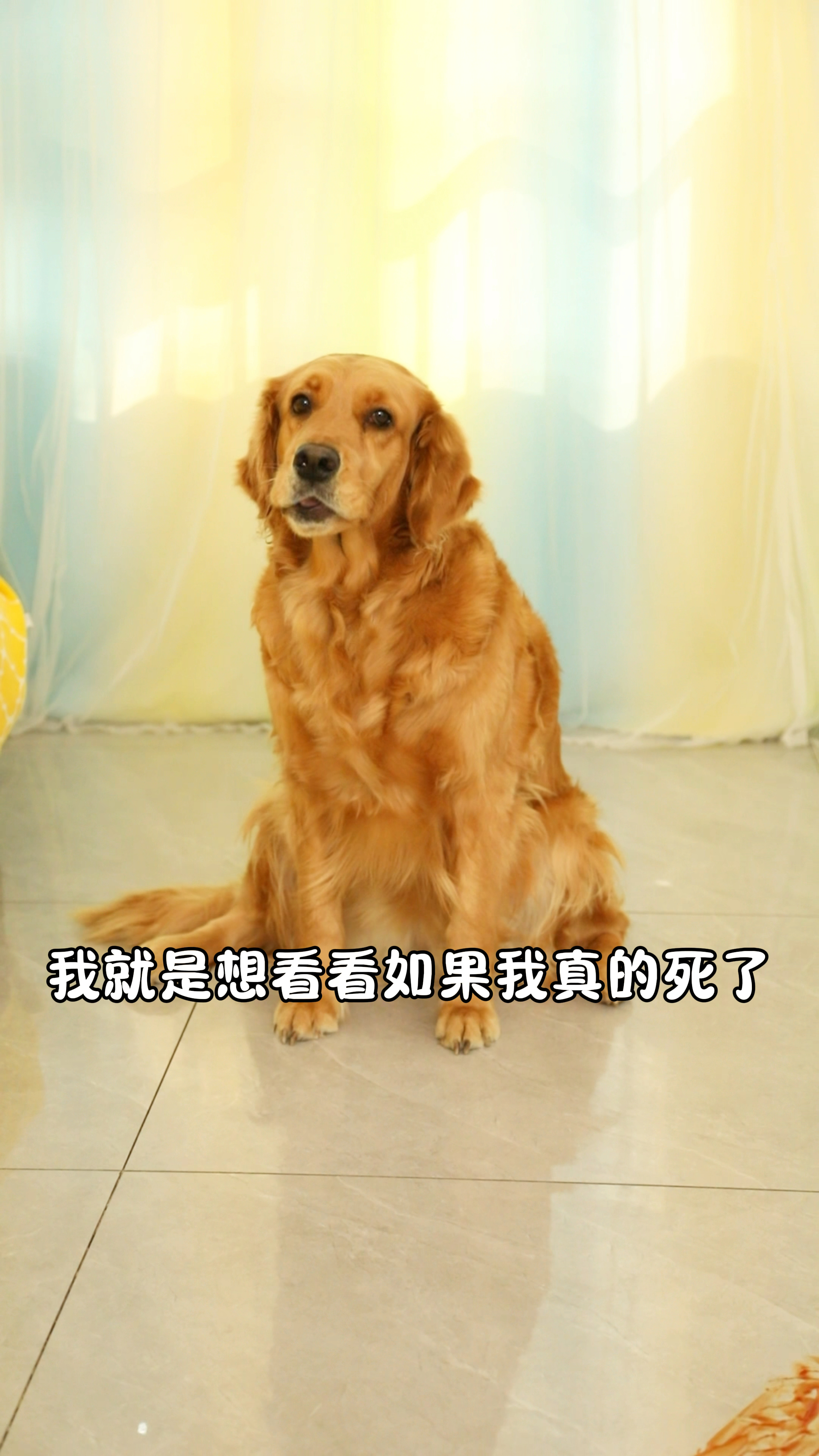没想到奶茶真的离开了我们