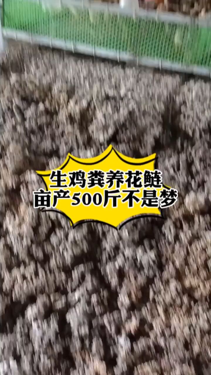 鸡粪能不能肥水,如何肥水