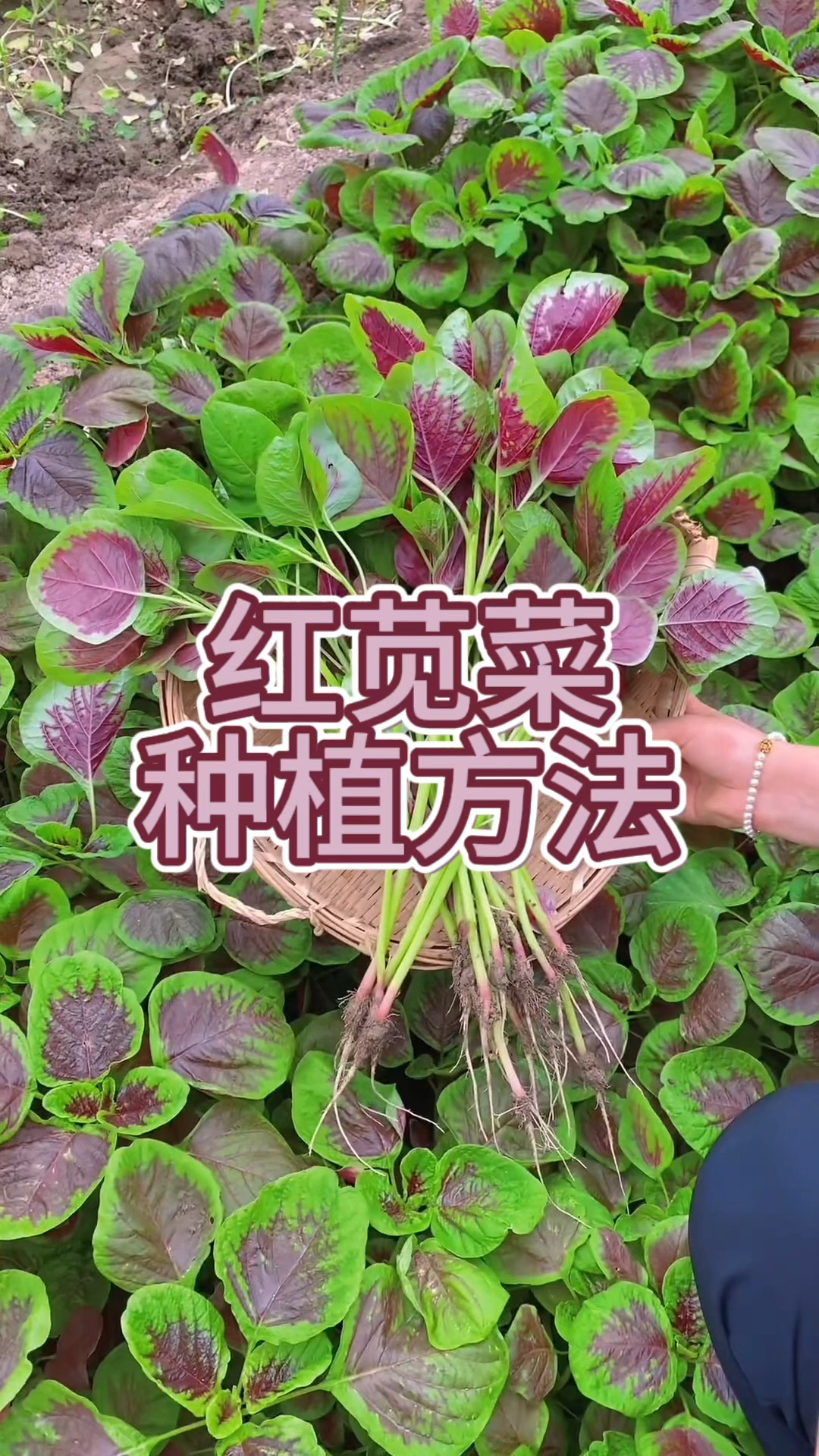 红苋菜种植方法