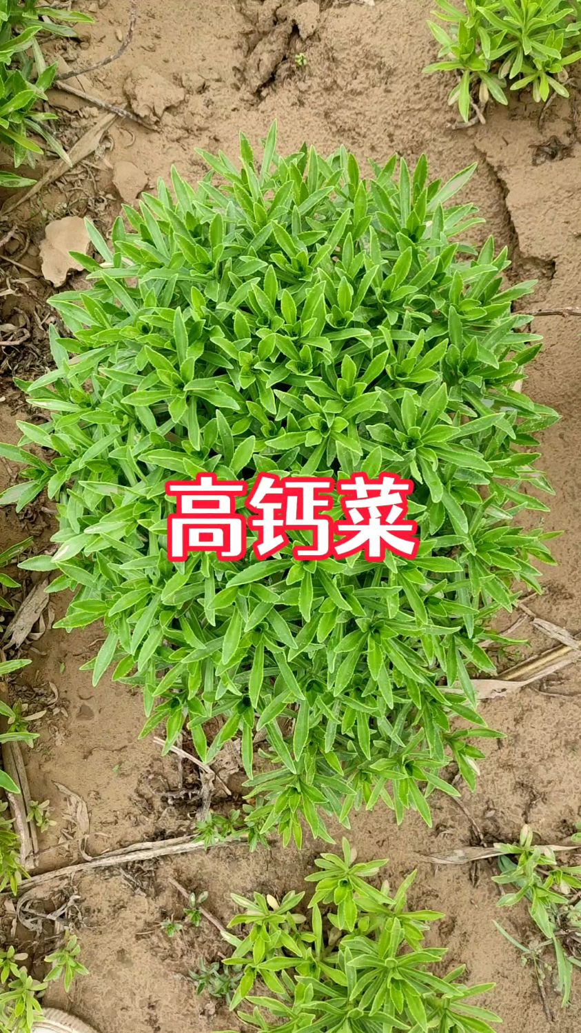 高钙菜,像韭菜一样,割了一茬又一茬,特别适合中老年人