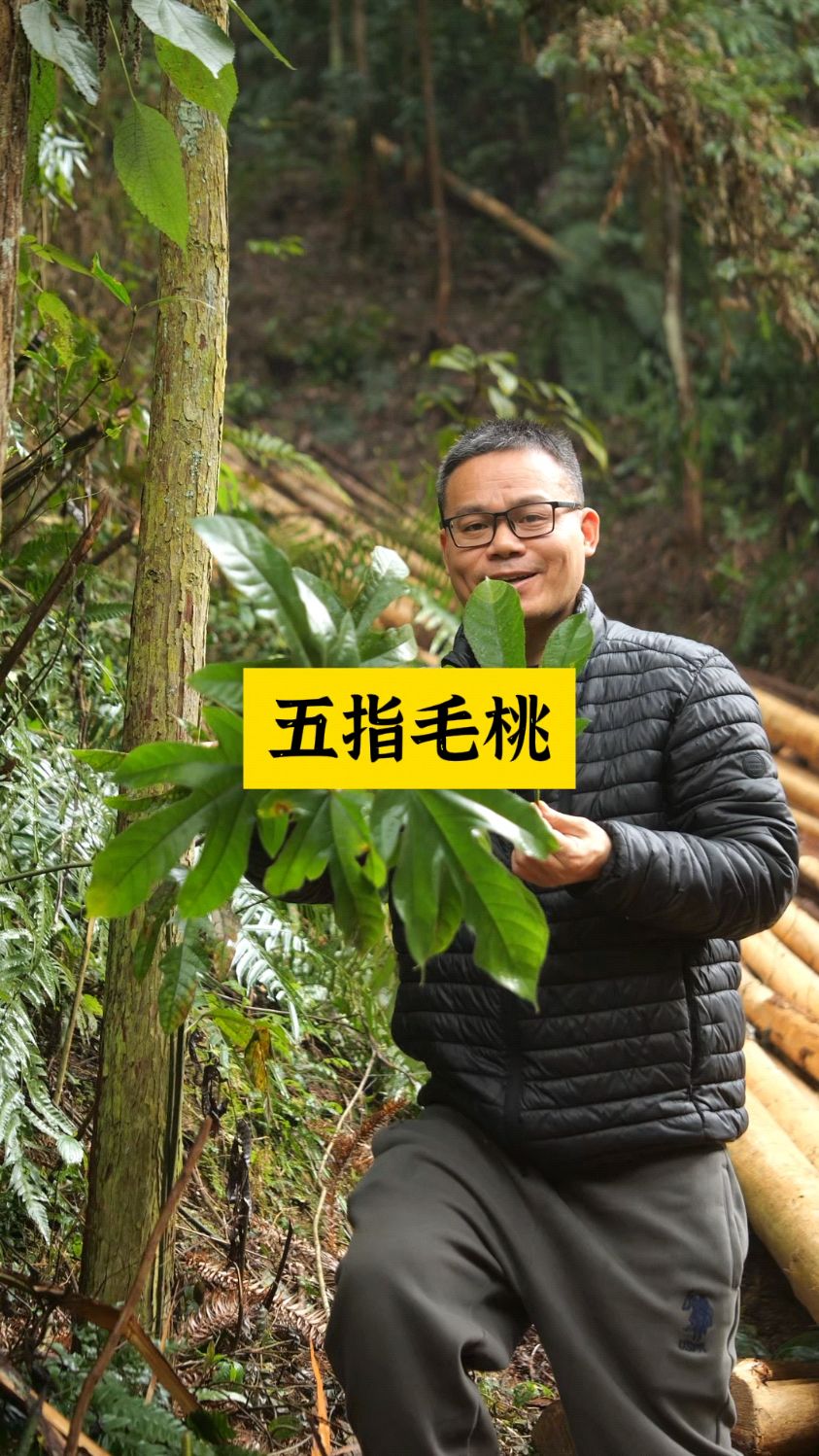 五指毛桃的果和根怎么食用?