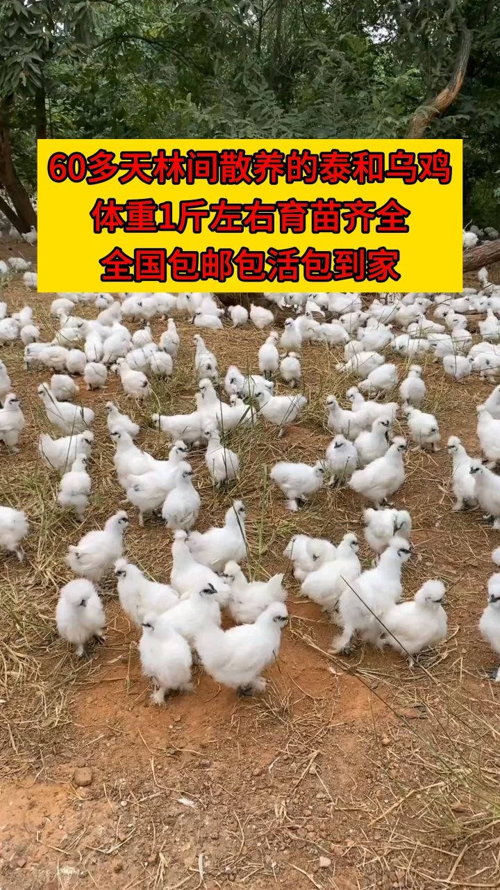#泰和乌鸡#活鸡#全国包邮