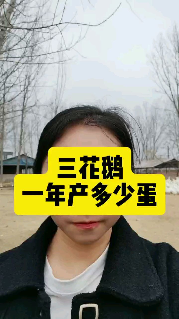 三花鹅一年产多少蛋