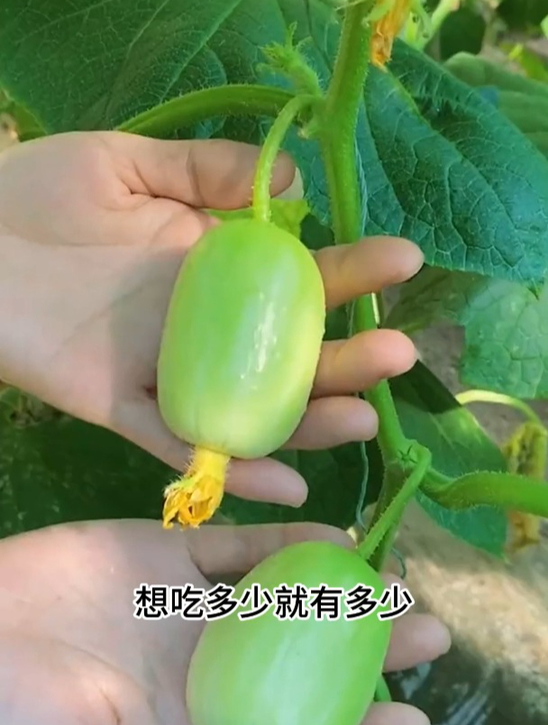 市场上稀有的蔬菜,玉女黄瓜深受喜爱!