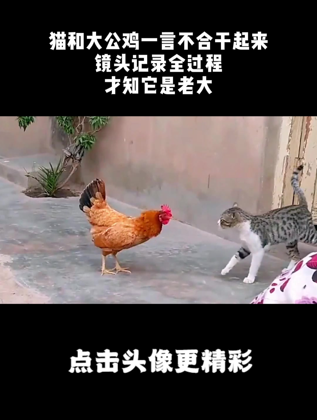 猫和大公鸡一言不合干起来,镜头记录全过程,才知它是老大