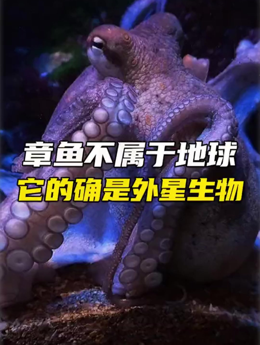 章鱼不属于地球,可能是外星生物?你认同吗?