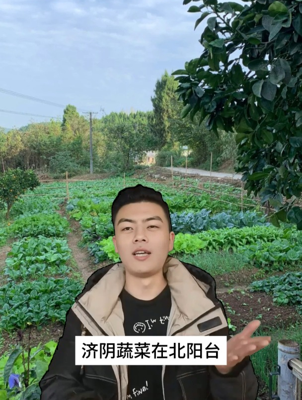 8种喜阴蔬菜,没有阳光的北阳台也能生长旺盛,建议收藏