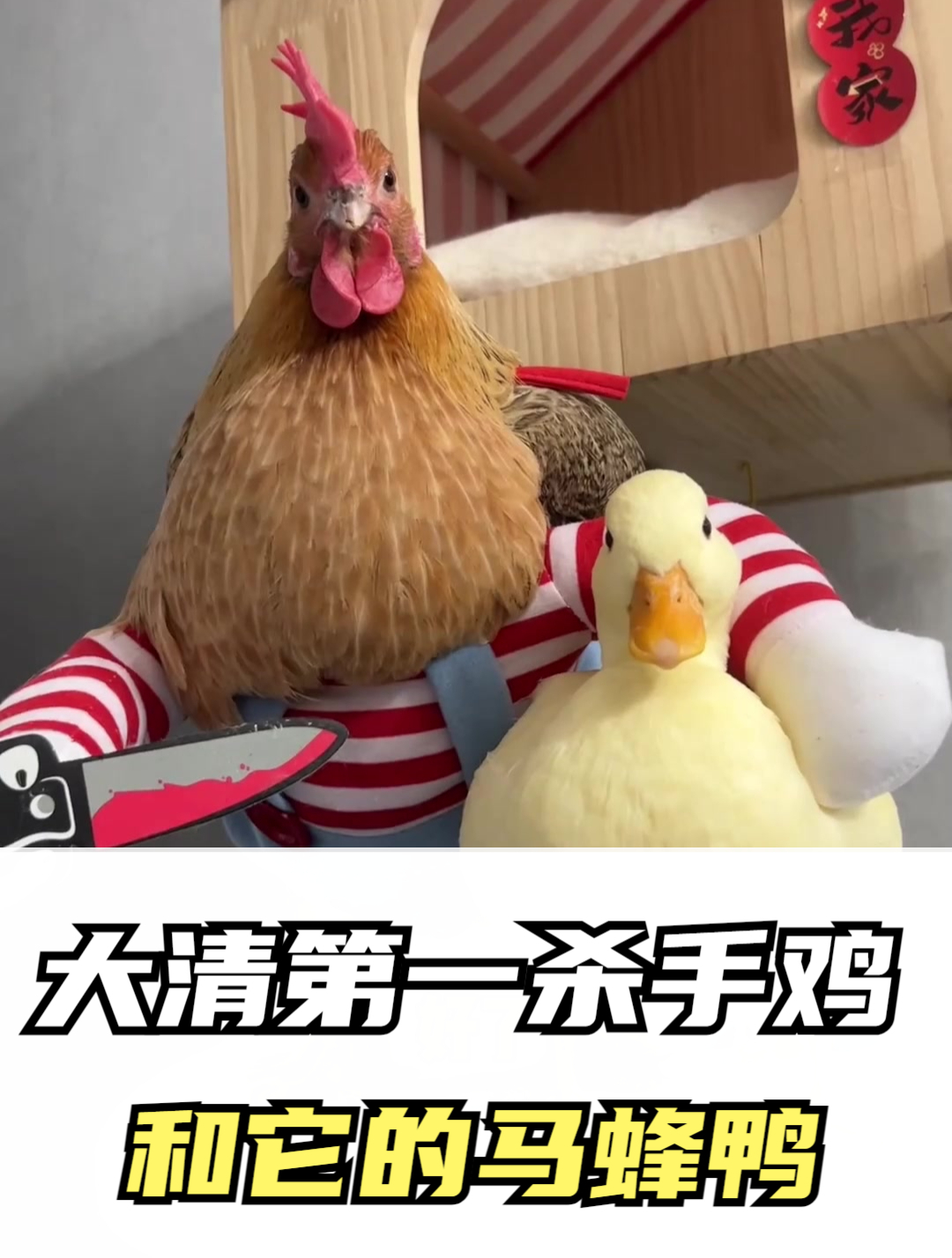 大清第一杀手鸡和它的马蜂鸭