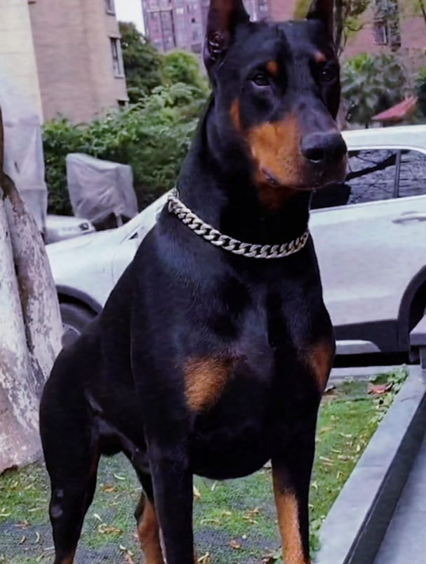 杜宾犬,狗界的“西装暴徒”!