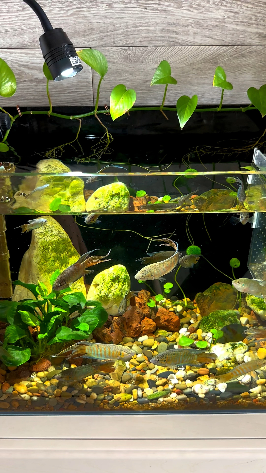 养斗鱼到底多喂的好还是少喂的好?