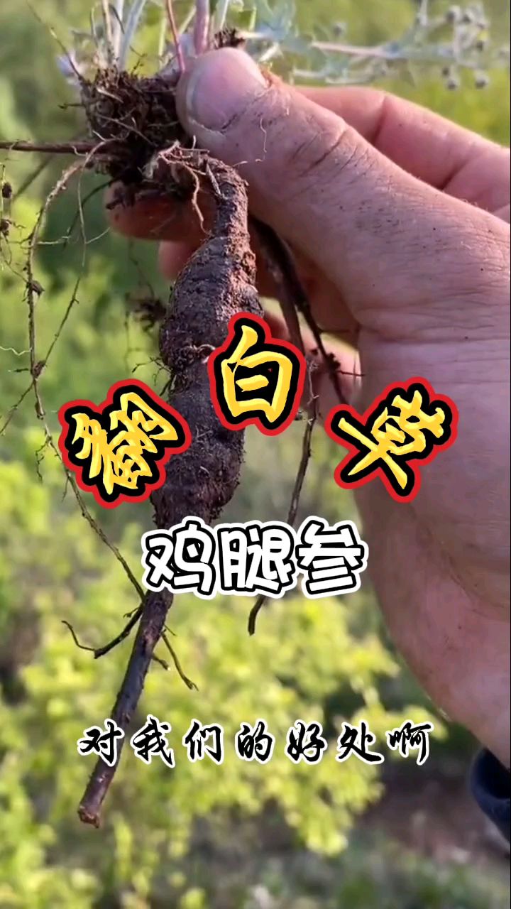 翻白草,又名鸡腿参,根部可直接食用,糖糖的克星