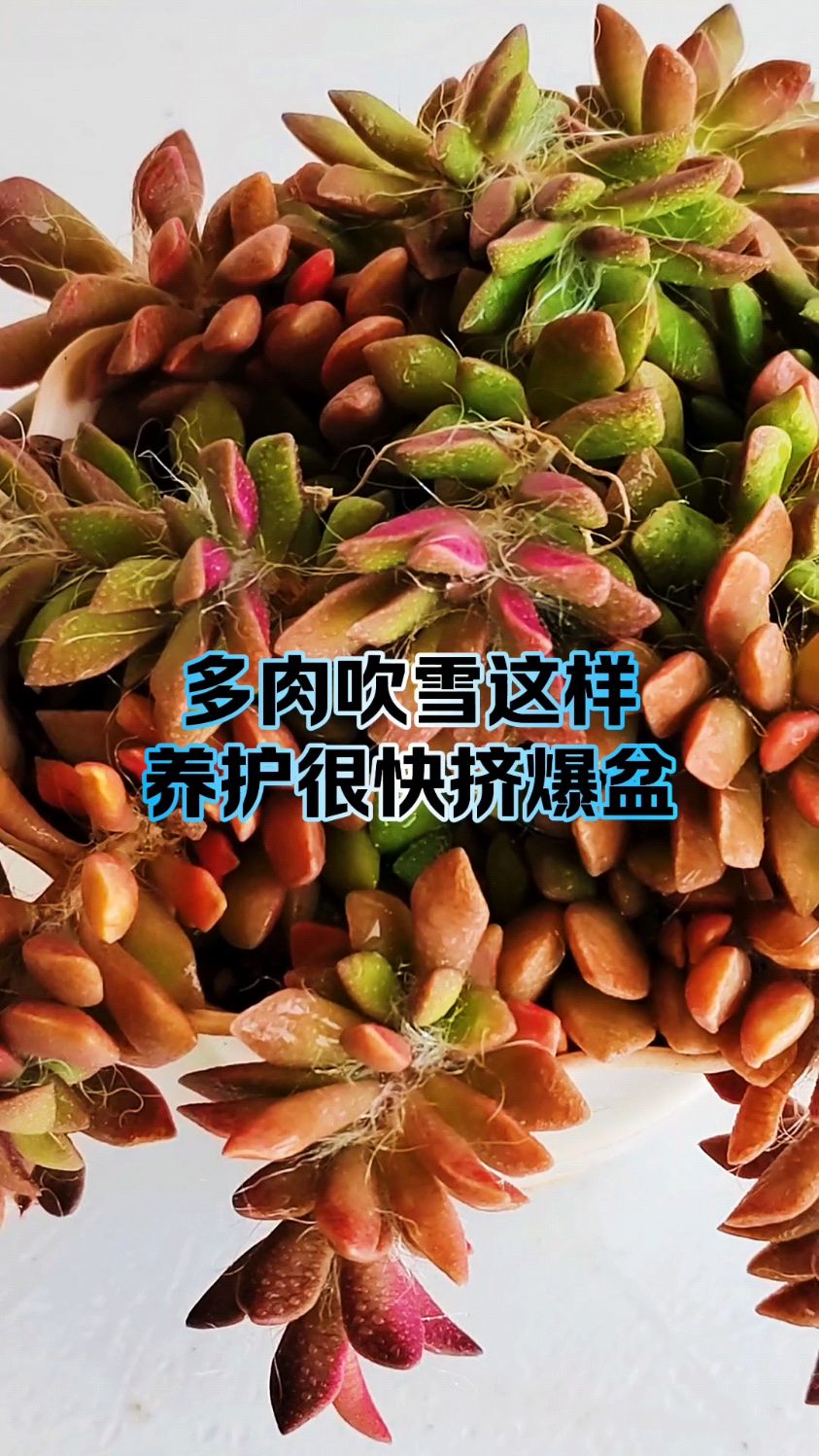 多肉吹雪这样养护很快挤爆盆